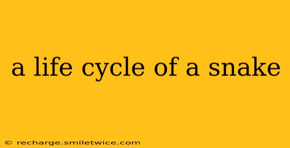 a life cycle of a snake