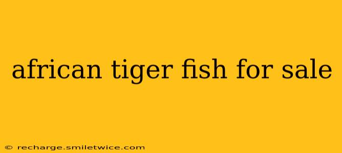african tiger fish for sale