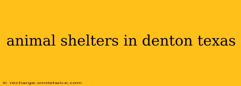 animal shelters in denton texas