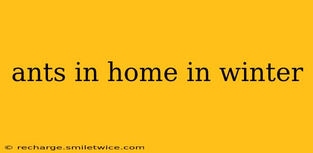 ants in home in winter