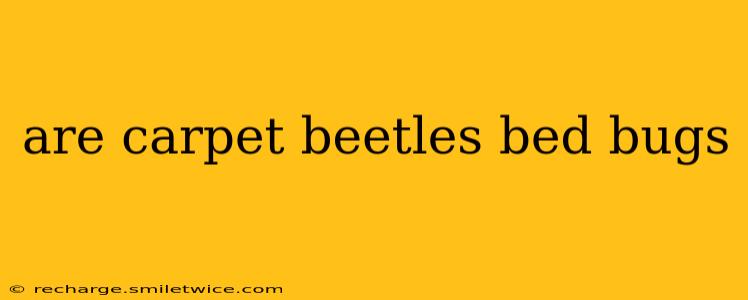 are carpet beetles bed bugs