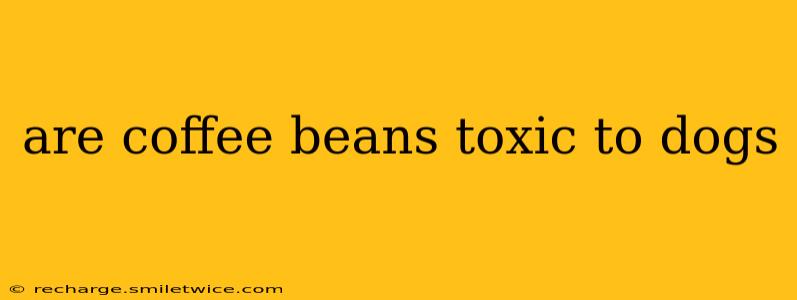 are coffee beans toxic to dogs