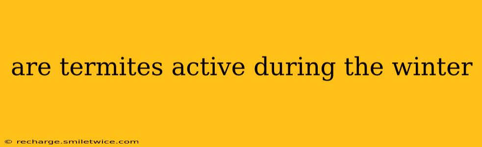 are termites active during the winter