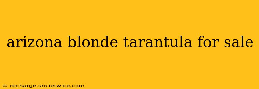 arizona blonde tarantula for sale