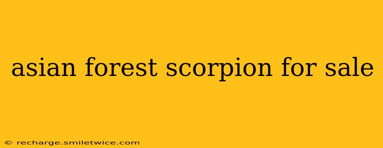 asian forest scorpion for sale