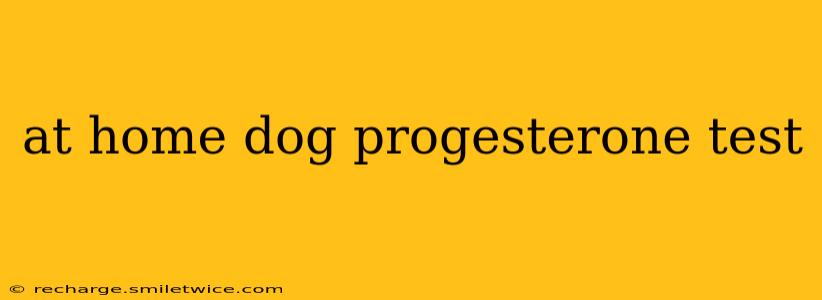at home dog progesterone test