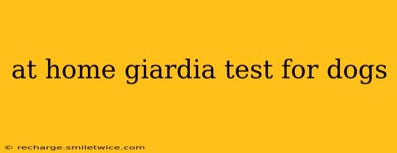 at home giardia test for dogs