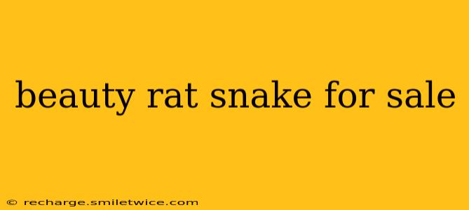 beauty rat snake for sale