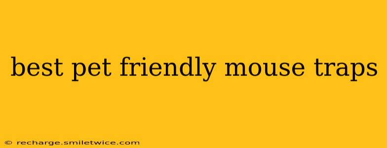 best pet friendly mouse traps