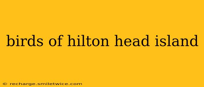birds of hilton head island
