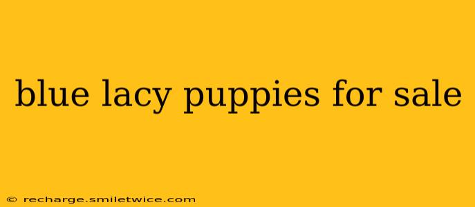 blue lacy puppies for sale