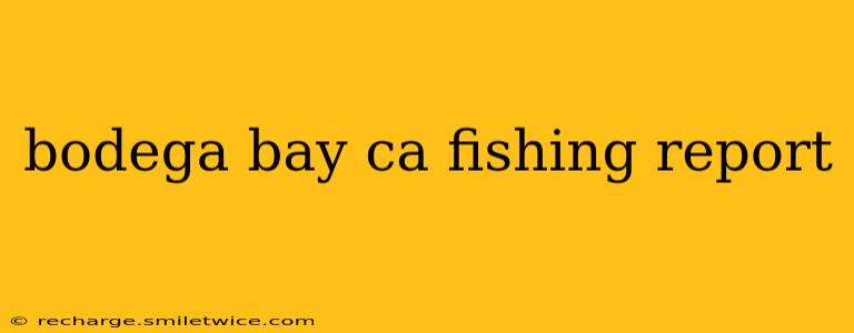 bodega bay ca fishing report