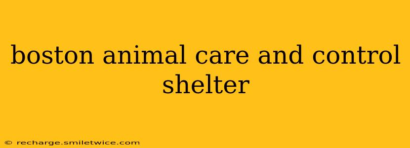 boston animal care and control shelter