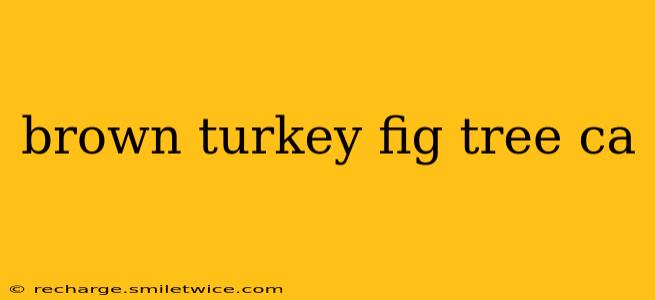 brown turkey fig tree ca