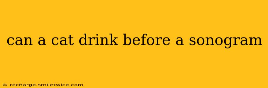 can a cat drink before a sonogram