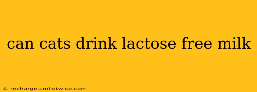 can cats drink lactose free milk