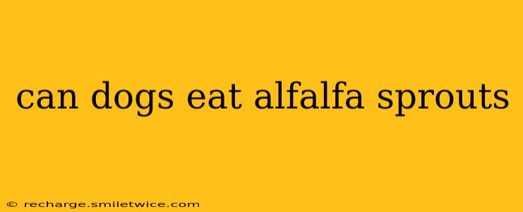 can dogs eat alfalfa sprouts