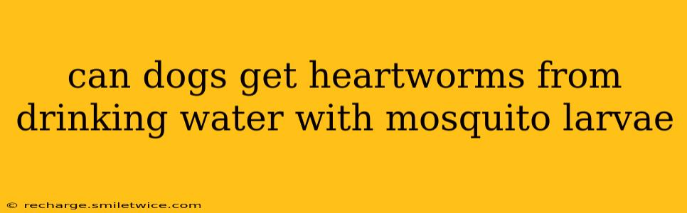 can dogs get heartworms from drinking water with mosquito larvae