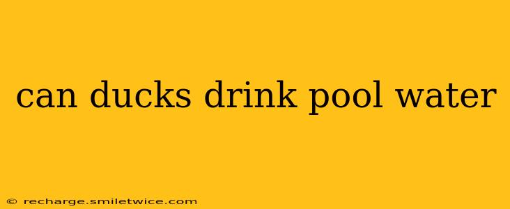 can ducks drink pool water
