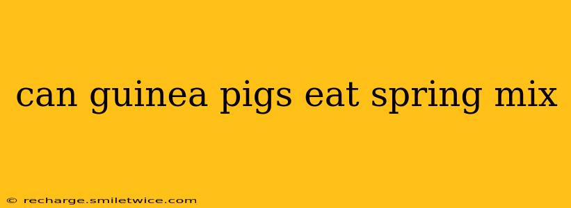 can guinea pigs eat spring mix