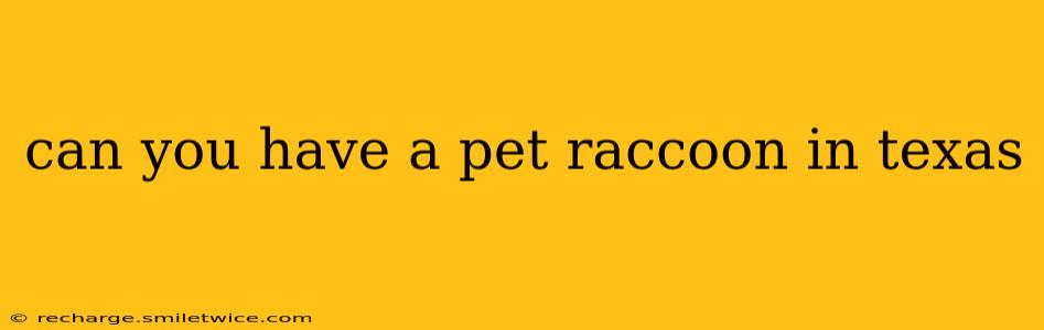can you have a pet raccoon in texas