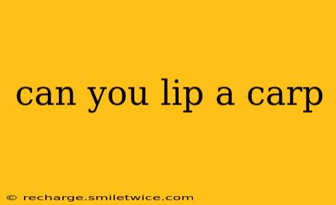 can you lip a carp
