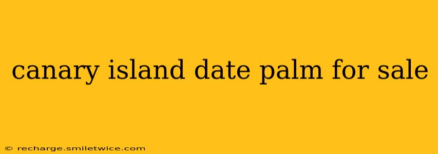 canary island date palm for sale