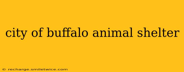city of buffalo animal shelter