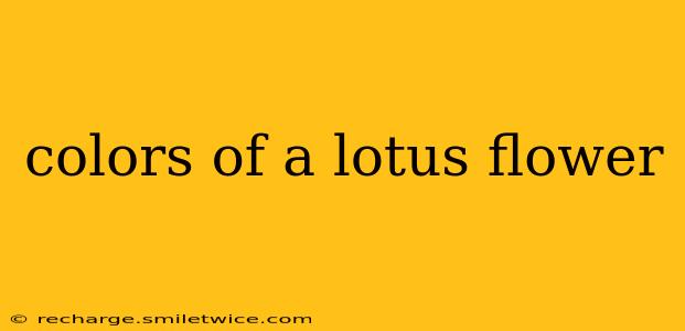 colors of a lotus flower