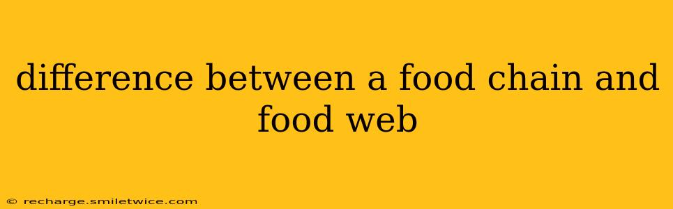 difference between a food chain and food web