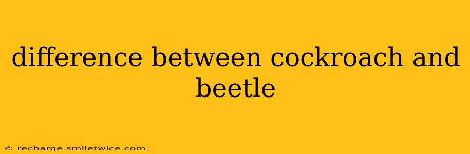 difference between cockroach and beetle