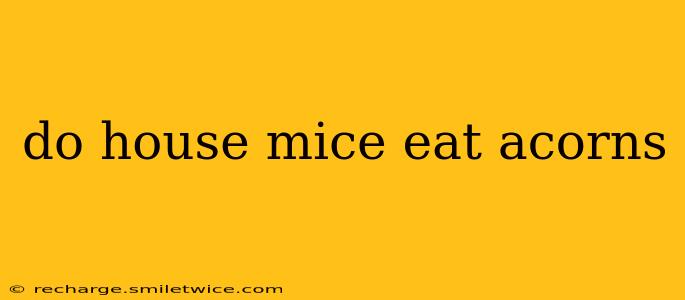 do house mice eat acorns