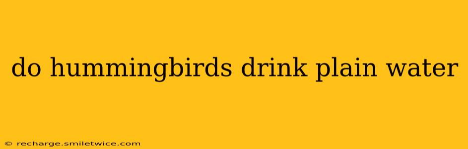 do hummingbirds drink plain water