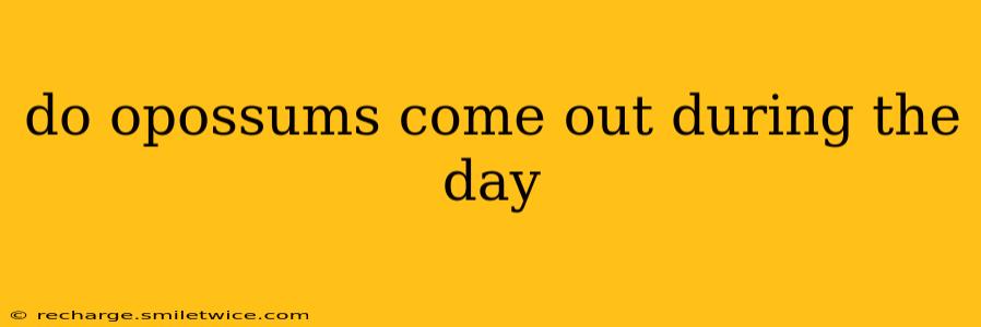 do opossums come out during the day