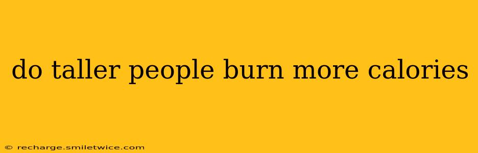 do taller people burn more calories