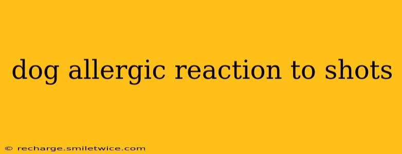 dog allergic reaction to shots