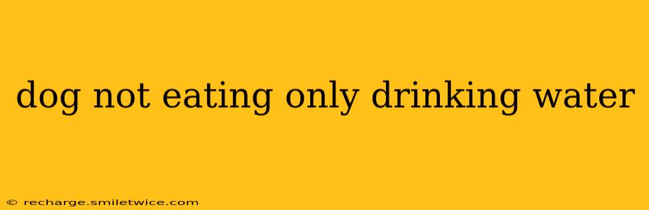 dog not eating only drinking water