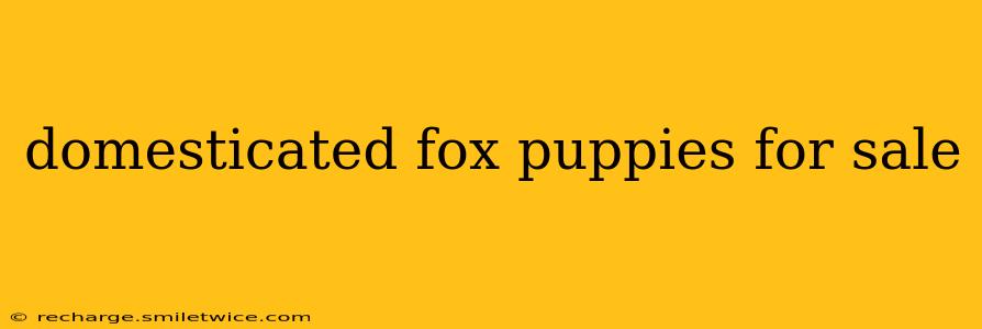 domesticated fox puppies for sale