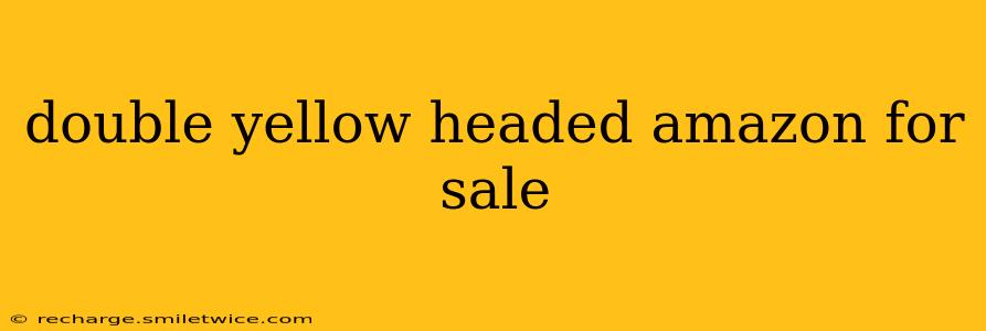 double yellow headed amazon for sale
