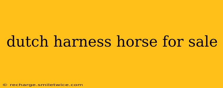 dutch harness horse for sale