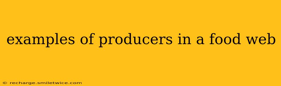 examples of producers in a food web