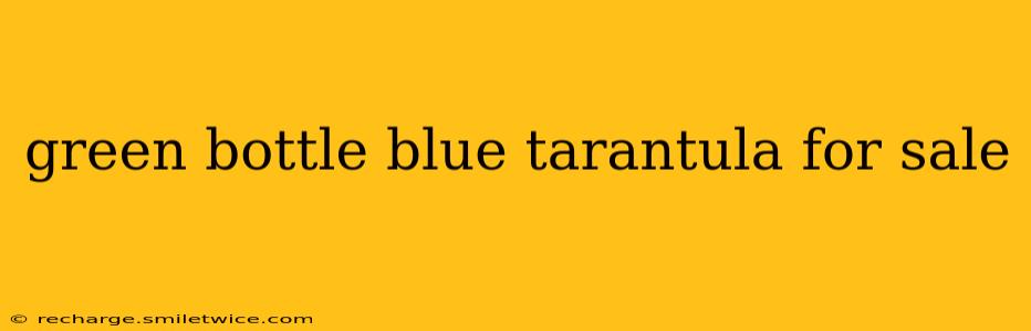 green bottle blue tarantula for sale