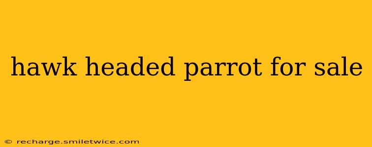 hawk headed parrot for sale
