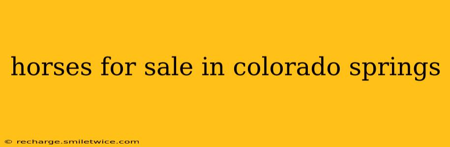 horses for sale in colorado springs