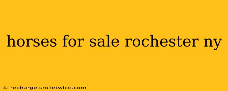horses for sale rochester ny