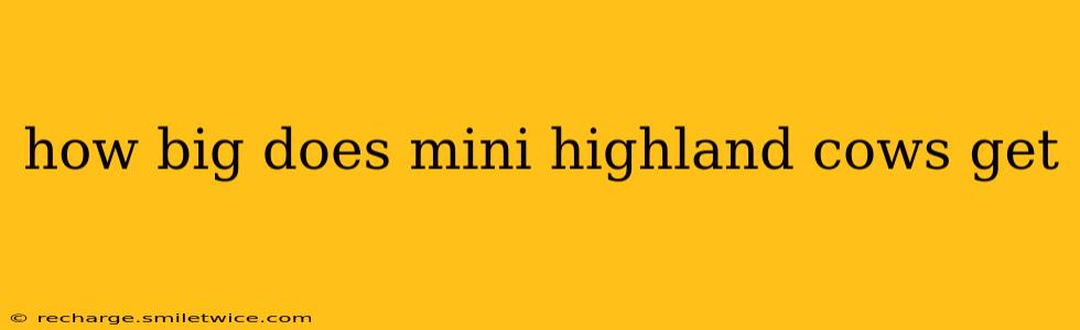 how big does mini highland cows get