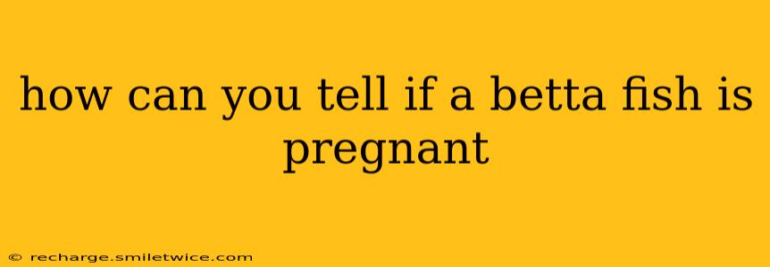 how can you tell if a betta fish is pregnant