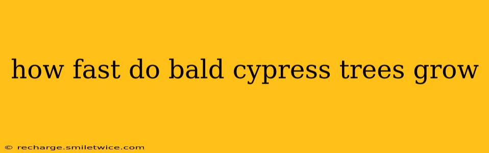 how fast do bald cypress trees grow