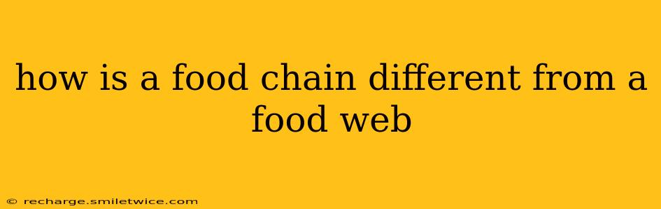 how is a food chain different from a food web