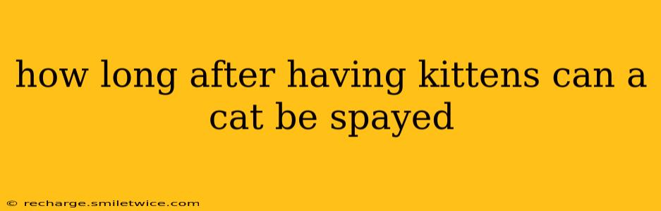 how long after having kittens can a cat be spayed